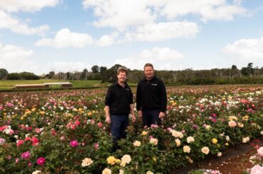 The Blooming Legacy of Treloar Roses