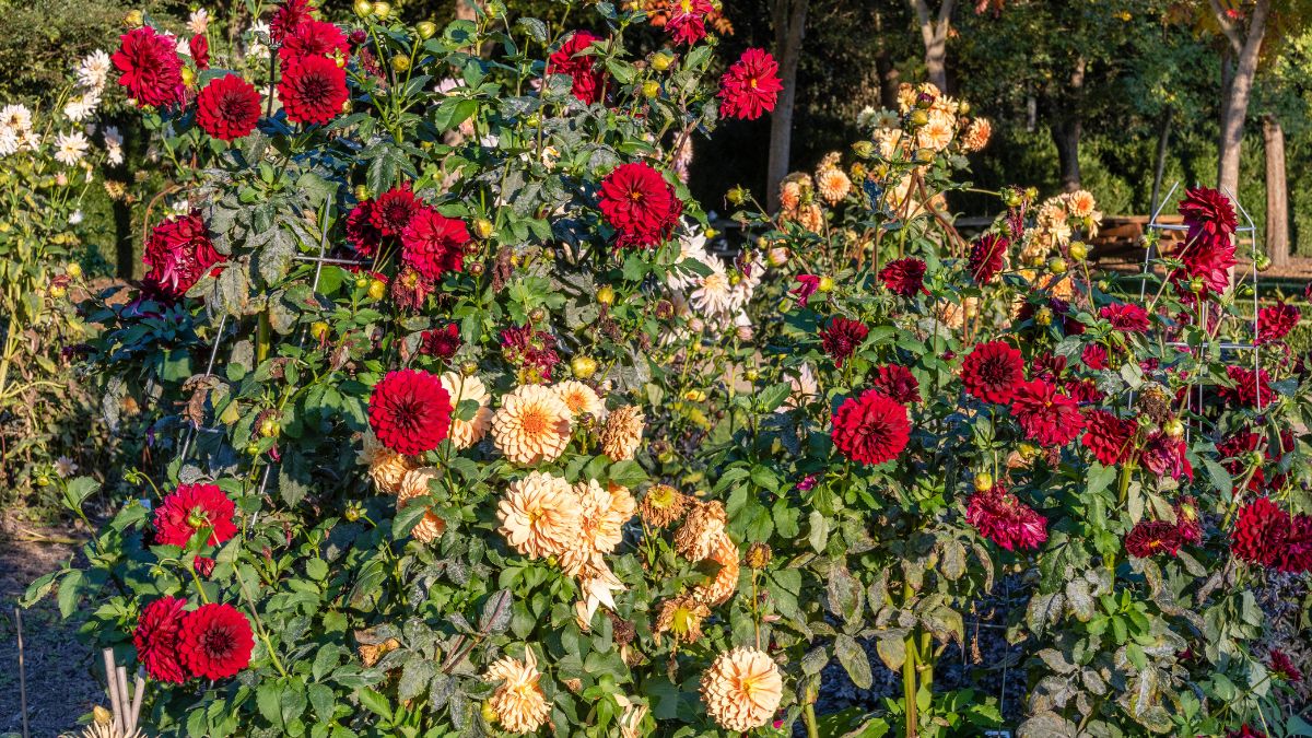 Flower garden red themed