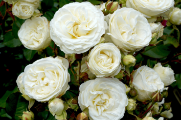 Selecting the Right Rose for your garden