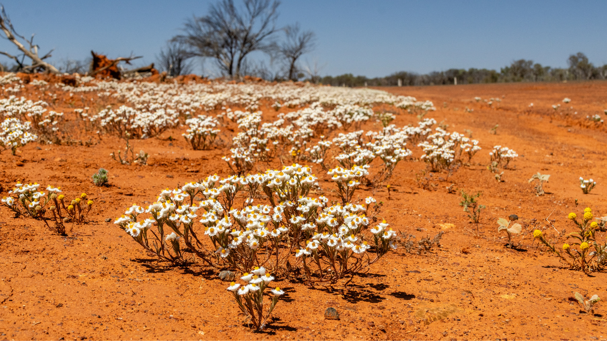 Channel Country Charms