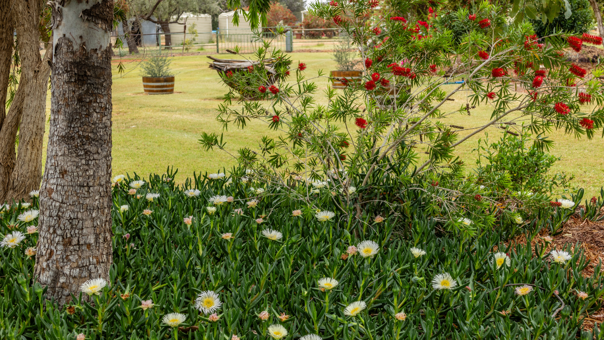 Greenery plants in backyard